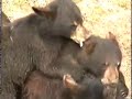 cute bear cubs filmed at bear country usa near rapid city, south dakota.