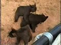 Bear cubs at Bear Country USA