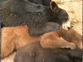 cute bear cubs filmed at bear country usa near rapid city, south dakota.