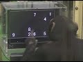 Le chimpanz� Ayumu, champion de la m�moire imm�diate
