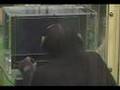 Le chimpanzé Ayumu, champion de la mémoire immédiate