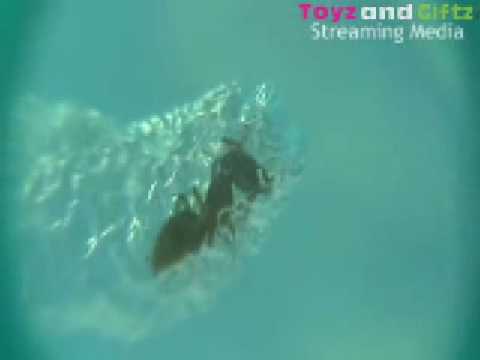 See video