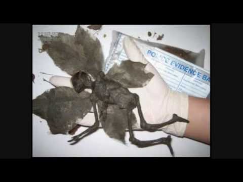 thinks mermaids are real mermaids are real. thinks mermaids are real