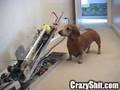 The Dog