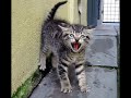 Cats Vs Dogs