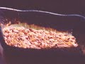 Eating for Cancer: Protection and Recovery-Ed Bauman PhD