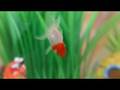 Fish Tank 1