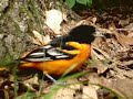 Strange Baltimore Oriole In Massachusetts Icterus