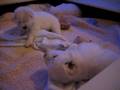 videos de Valentino Samoyeds Fall 2006 Litter