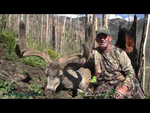 arizona-archery-deer-hunt