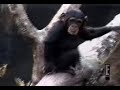 Banned From TV! - Monkeys Ass!