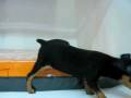 videos de Pincher Hembra STA REF:176