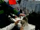 Little kid tries to get a photo of a kitten