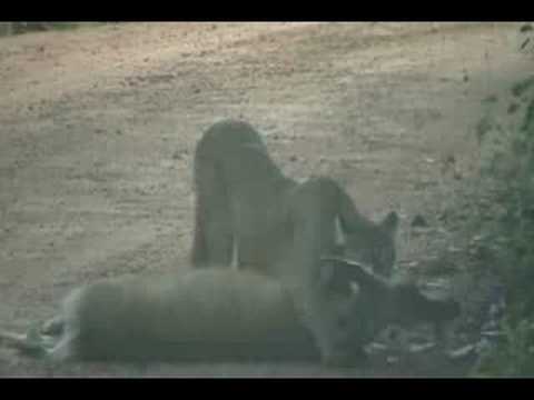 mountain lion