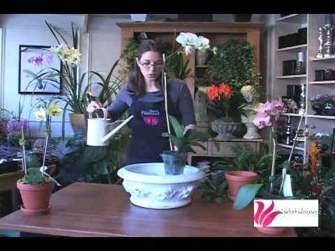 how to replant flowers from a bouquet