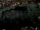 Rat Mountain?