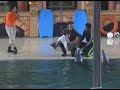 Dolphin-Show-Part-V