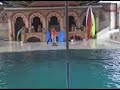 Dolphin-Show-Part-V