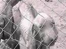 Stop Puppy Mills!