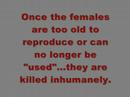 Stop Puppy Mills!