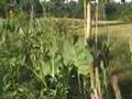 Rare-Prairie-Plants-