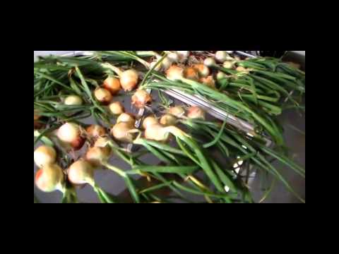 how to dry onions after harvest