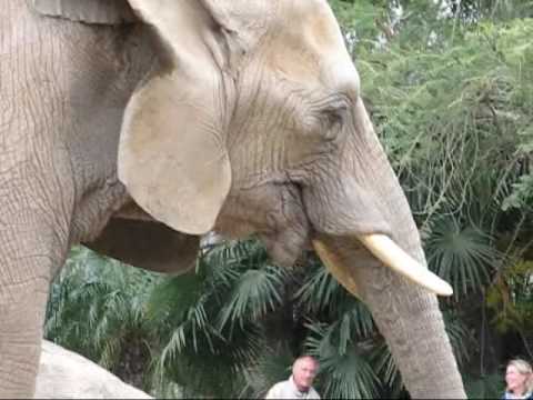 Asian & African Elephants - ...