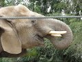 Video de africa: Elefantes