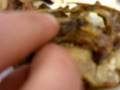 videos de Rabbit Heads