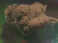 JVF - The Grit Weed Issue