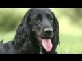 Prince William and Kate Middleton Adopt New Puppy Cocker Spaniel, Name it 'Lupo'