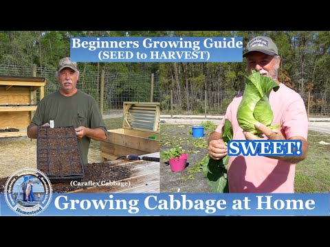 video-linktoworks-How to Grow Cabbage