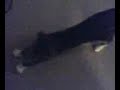 Cat Part 2 Cat Part 2