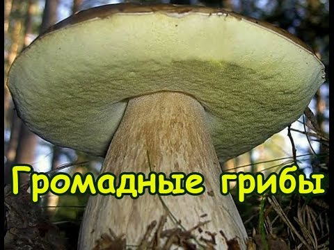 как найти белый гриб видео как найти белый гриб видео