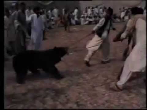 dog fights pakistan