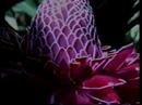 Great Getaways of the World - Cruises of Hawaii