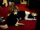 Cody and Rex Relaxing