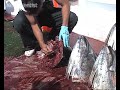 Bluefin Tuna populations intermingle