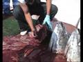 Bluefin Tuna populations intermingle