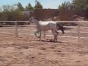 New lesson Horse