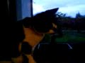 My cat Bunty eating the bonsai tree