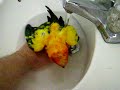 Parrot taking a bath