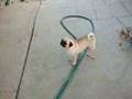 Pug video