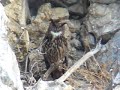Eagle Owl - bubo bubo