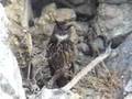 Eagle Owl - bubo bubo