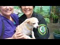 Amazing Animal Rescue Project - The Katrina Promise