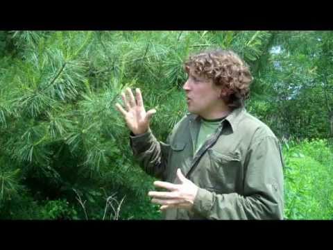 how to harvest pine pollen