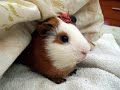My cavy Cutie ?? My cavy Cutie ??