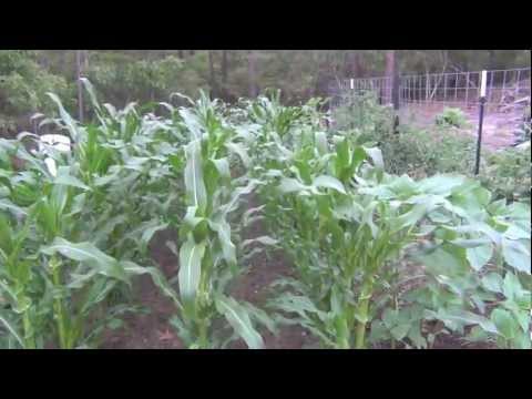 how to fertilize corn by hand