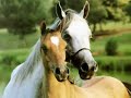 For Horse Lovers ONLY!